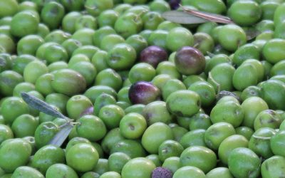 ¿Conoces los aceites de oliva de Almazaras de la Subbética?
