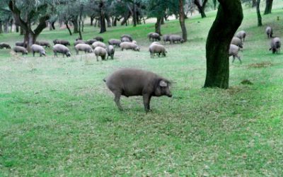 Proceso de curación del jamón ibérico pata negra