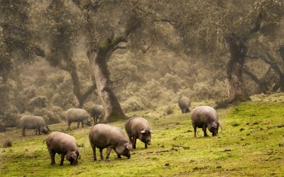 El jamón ibérico en la gastronomía española