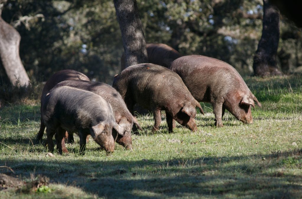 Las Denominaciones de Origen del Jamón Ibérico