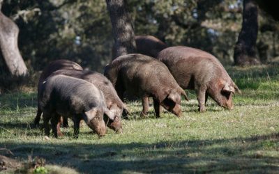 Las Denominaciones de Origen del Jamón Ibérico